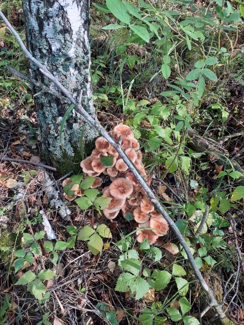 Опенок осенний (armillaria mellea armillaria borealis