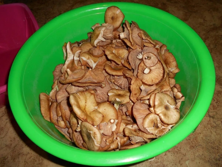 Гриб опёнок осенний переростки