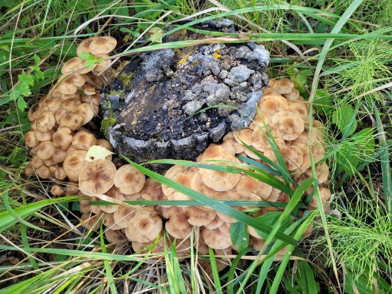 Опята переростки