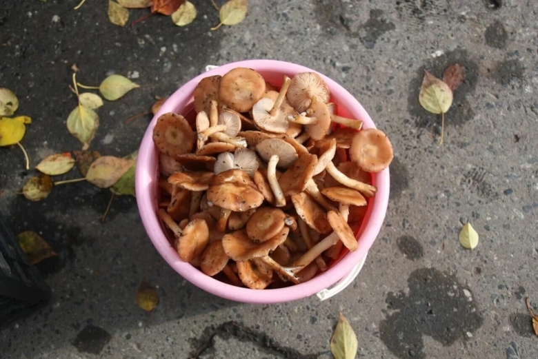 Осенние опята в ведре