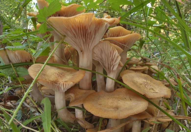 Опенок ссыхающийся Armillaria tabescens