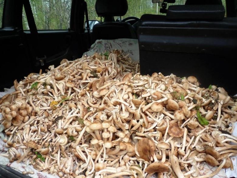 Полный багажник грибов