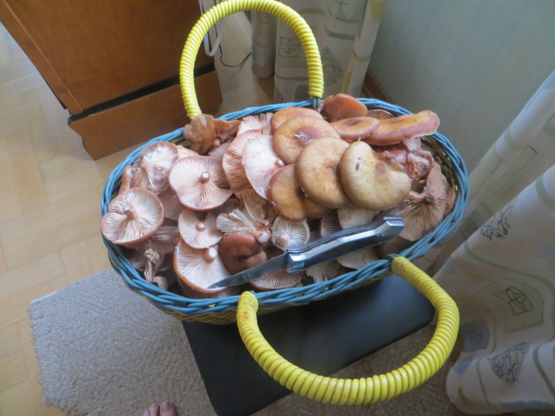 Гриб опёнок осенний переростки