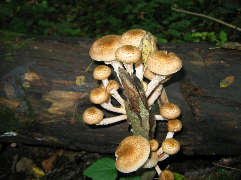 Королевские опята съедобные