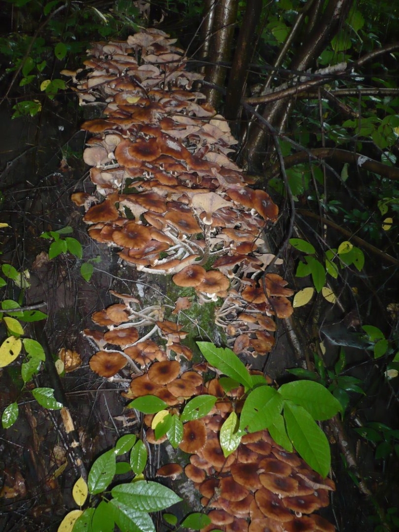 Опята осенние переросшие