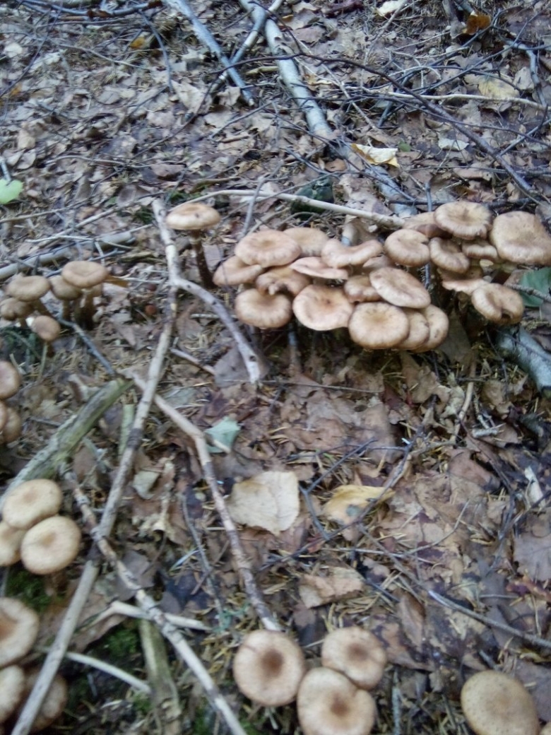 Опята серые осенние