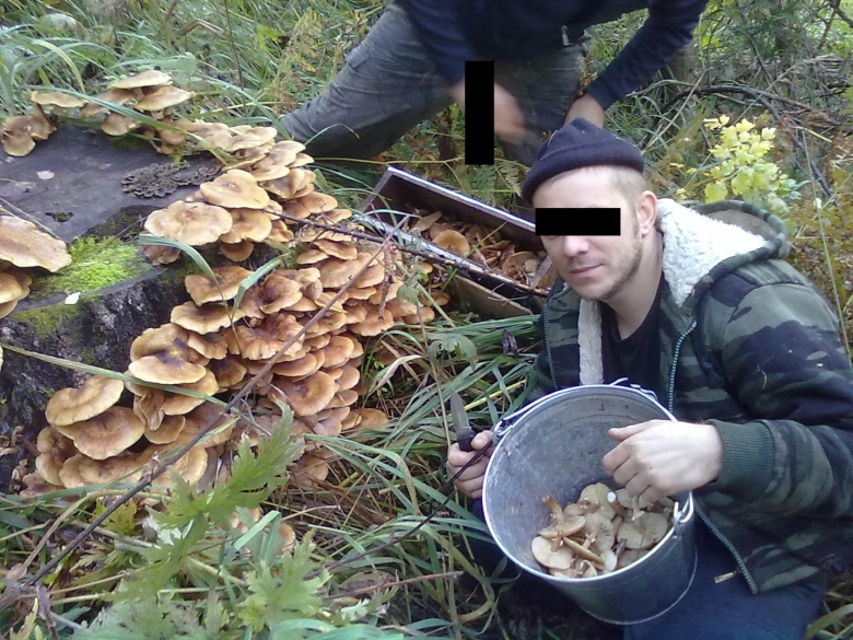 Гриб опёнок осенний переростки