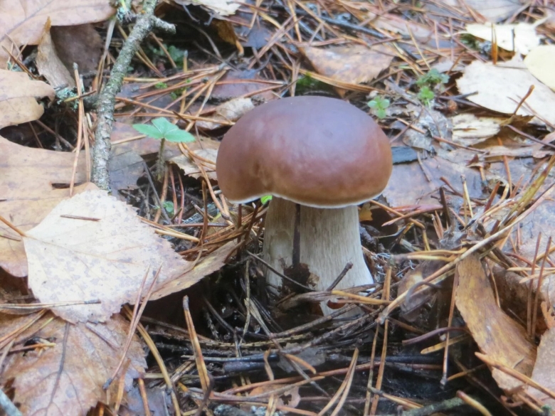 Белый гриб боровик