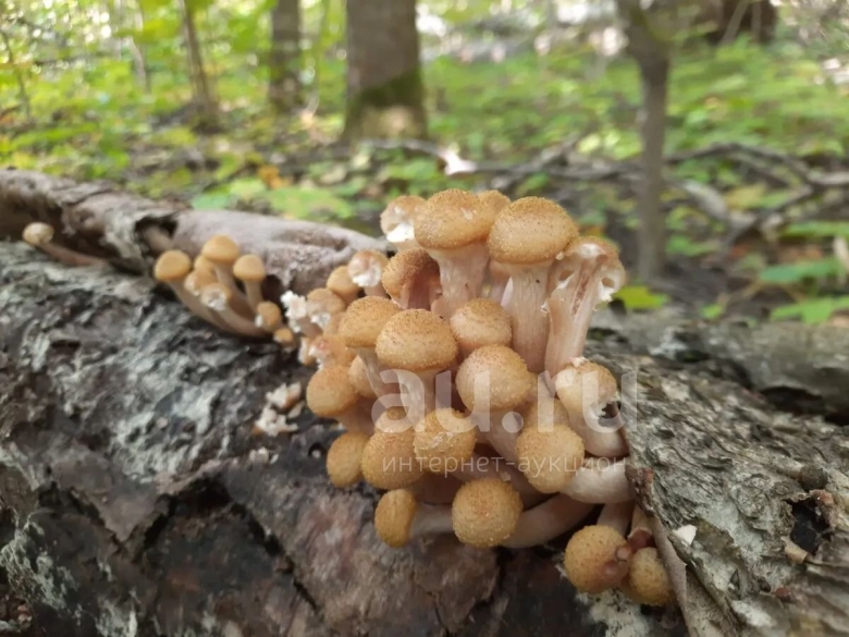 Опята Википедия