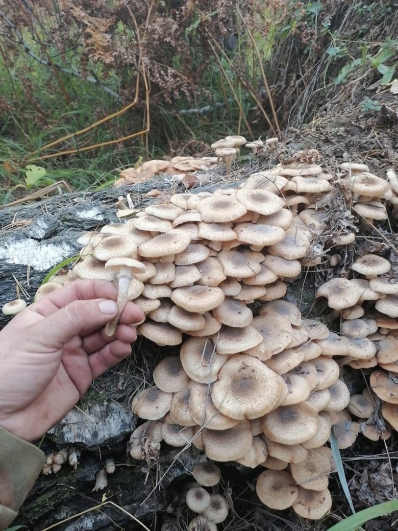 Опята осенние переросшие