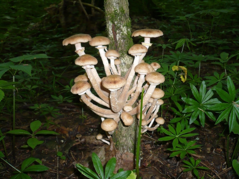 Гриб опёнок осенний переростки