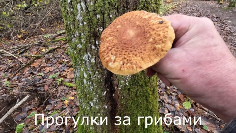 Опята переростки