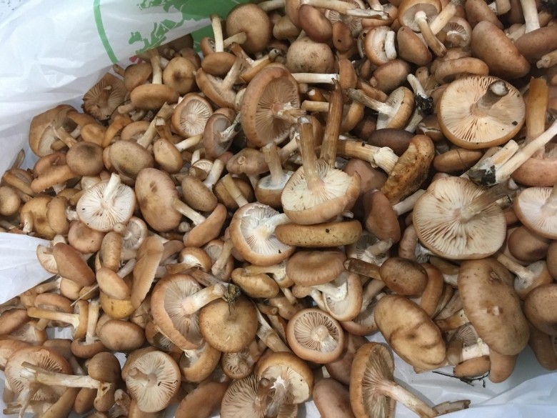 Гриб опёнок осенний переростки