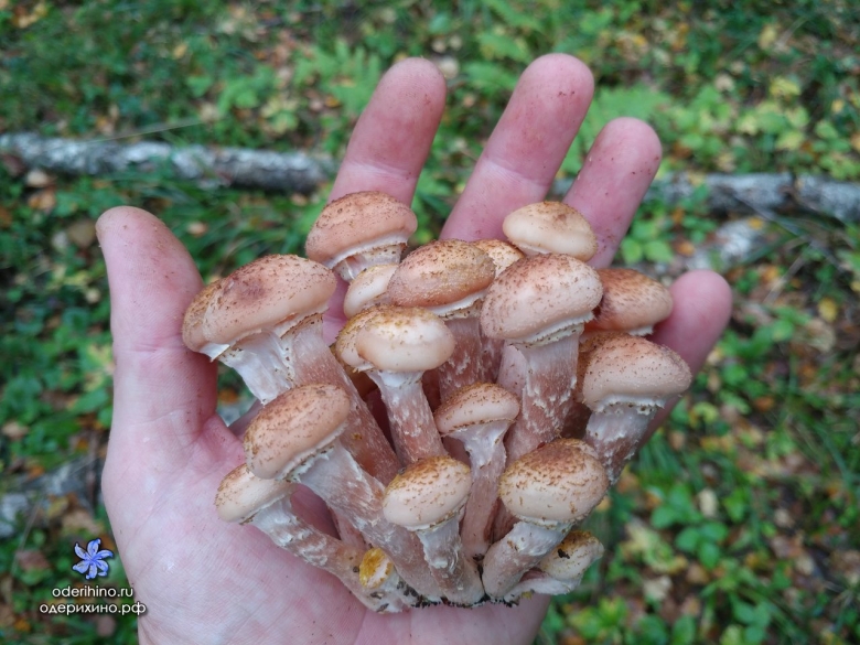 Опёнок осенний молодой