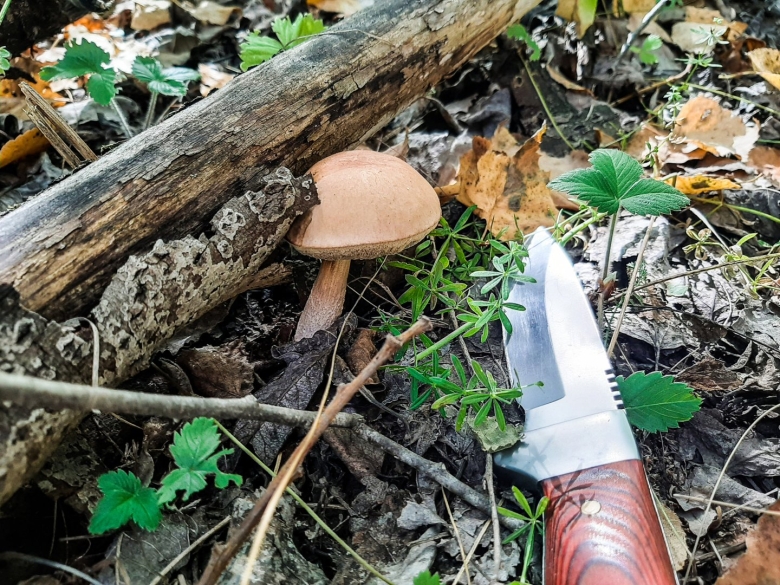 Гриб в лесу