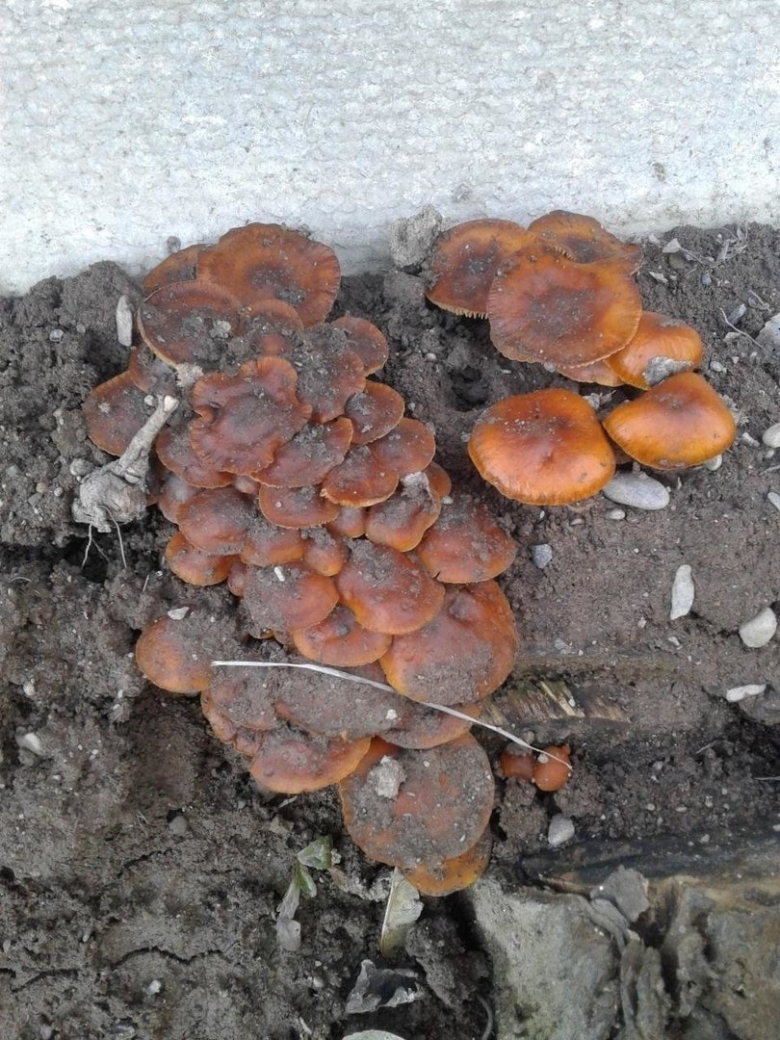 Зимний опенок переросток