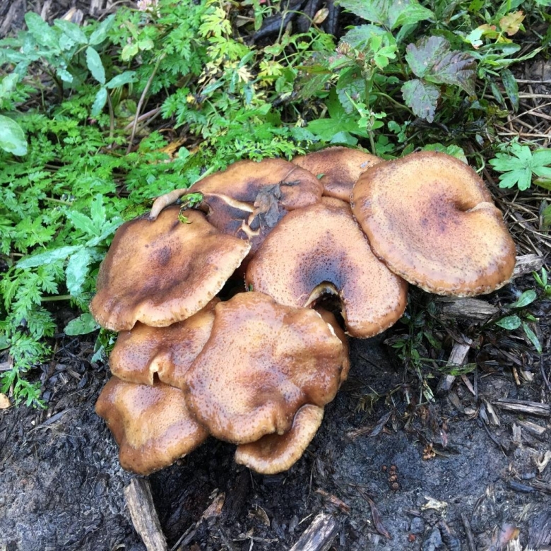 Осенние опята переростки