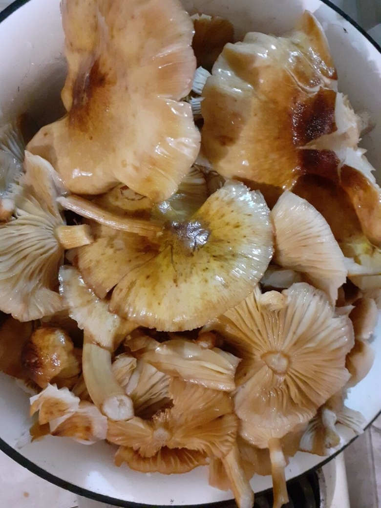 Гриб опёнок осенний переростки