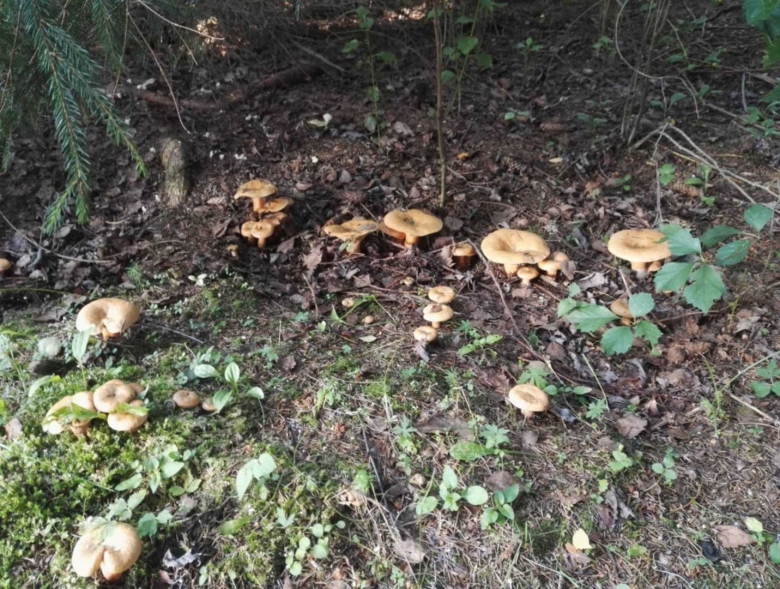 Опята в лесу