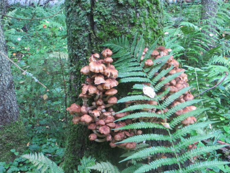 Пеньковые опята