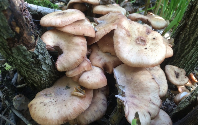 Переросшие опята