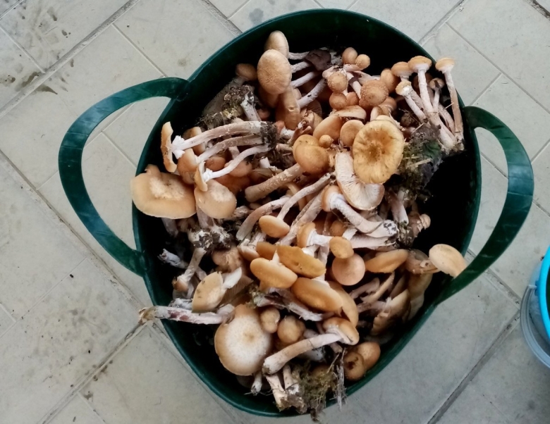 Опята осенние съедобные