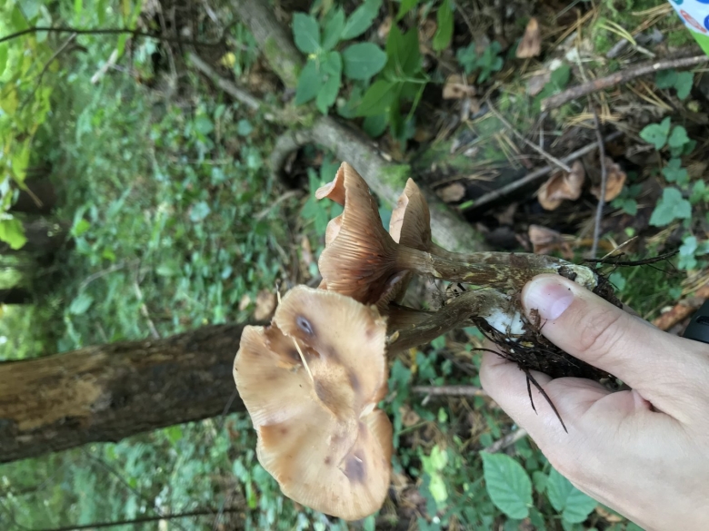 Осенние опята переростки