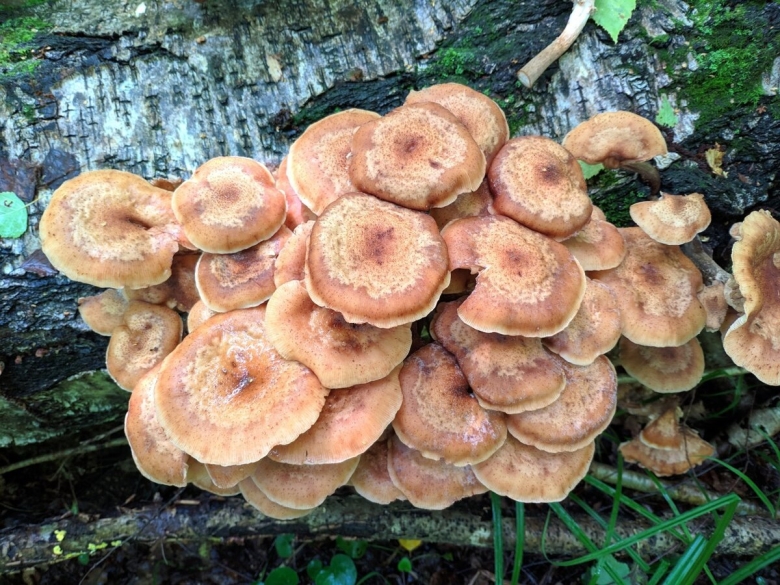 Приморский осенний опенок опёнок