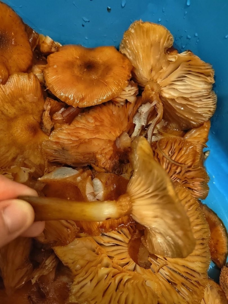 Переросшие опята