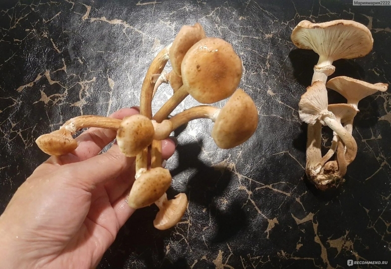 Переросшие опята