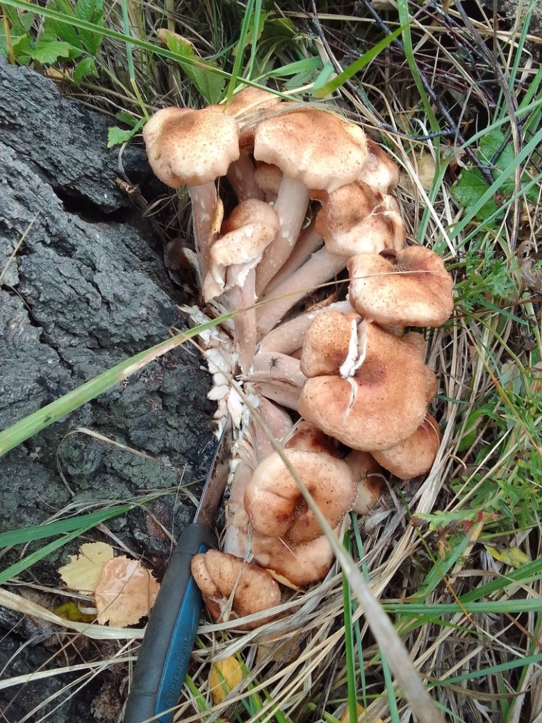 Ложная опята