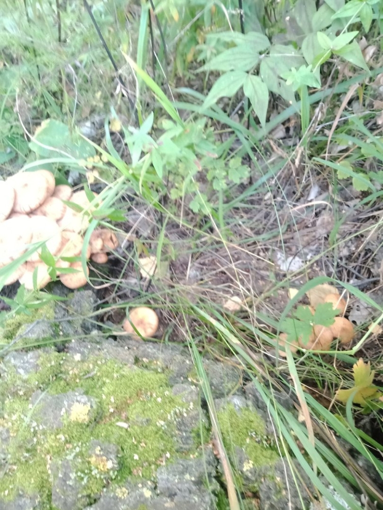 Опята в лесу