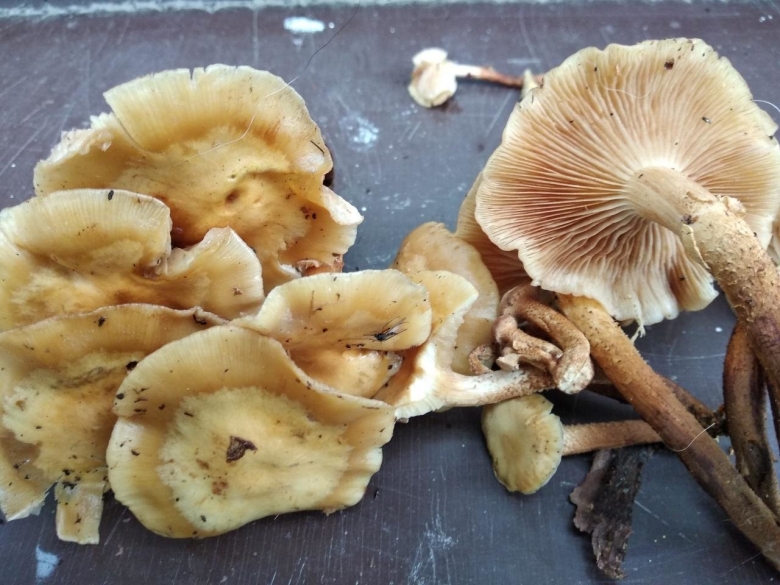 Съедобные грибы с юбочкой