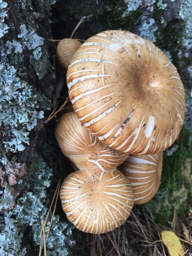 Зимний опенок переросток