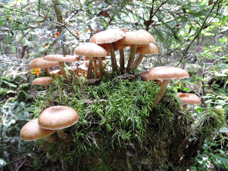 Опёнок осенний