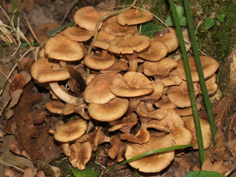 Опенок ссыхающийся Armillaria tabescens