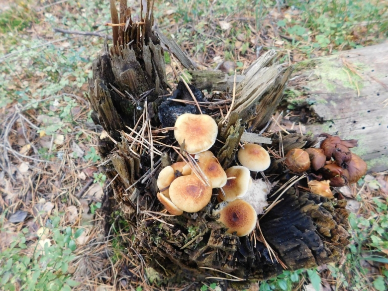 Съедобные пластинчатые грибы на пнях