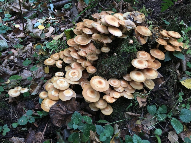 Летние опята