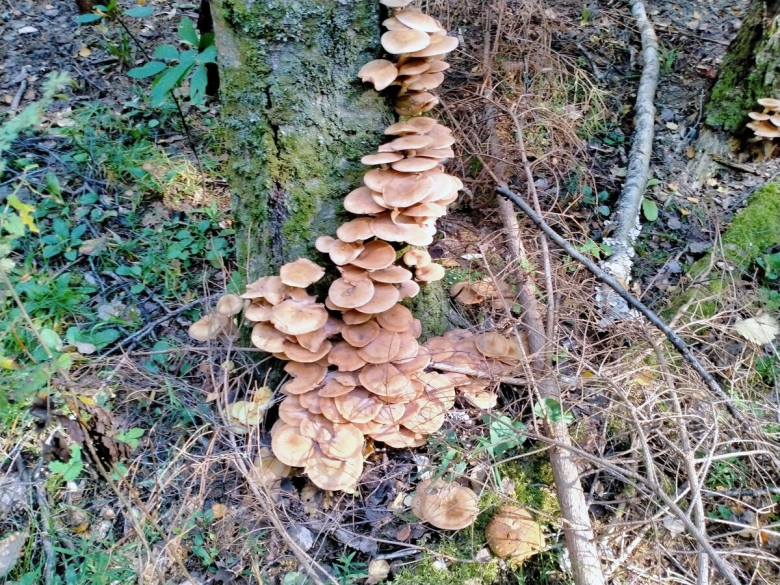 Как растут опята в лесу фото