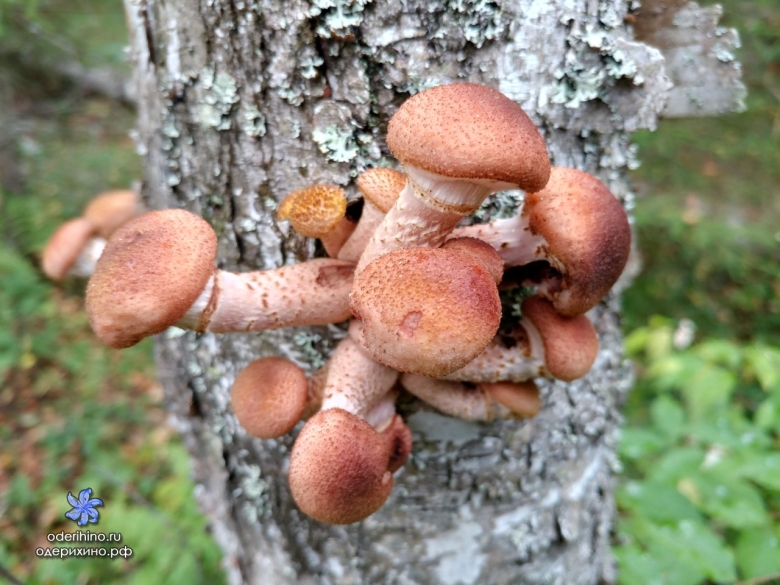 Летние опята без юбки