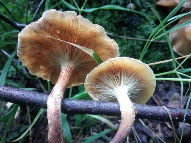 Летний опенок Kuehneromyces mutabilis