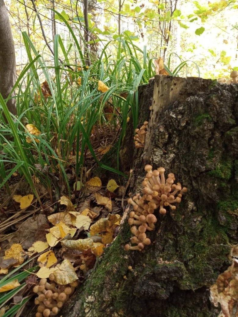 Весенние опята какие пластины и ножка