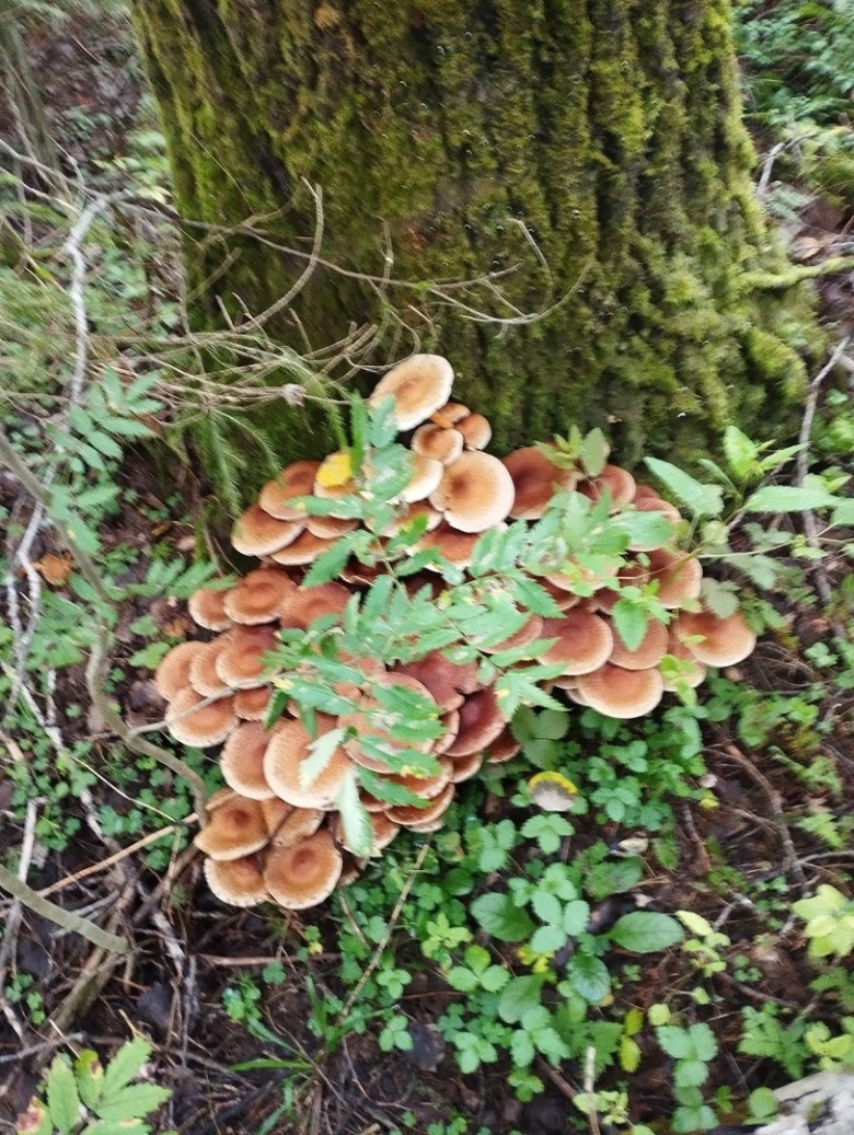 Опёнок осенний съедобные грибы