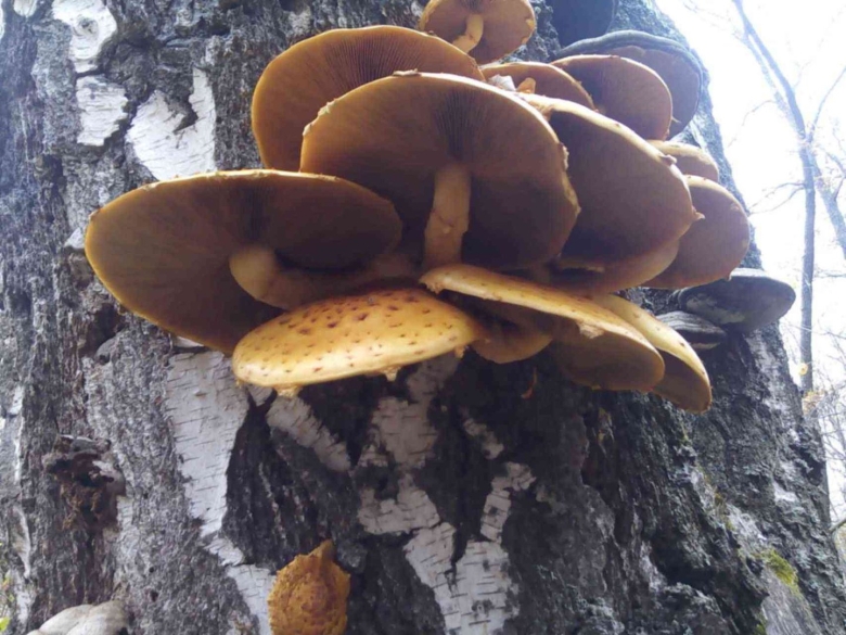 Опенок Королевский чешуйчатый