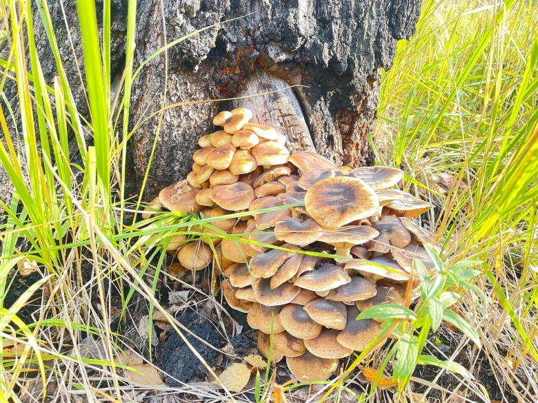 Опята пеньковые осенние