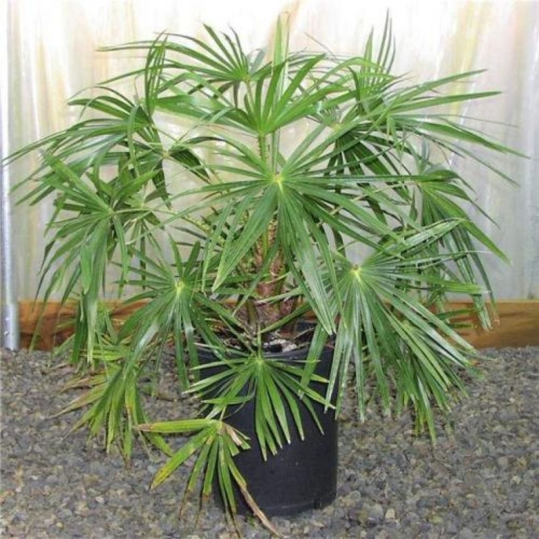 Ливистона комнатное растение