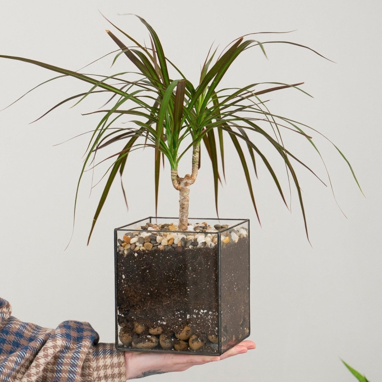 Пальма драцена