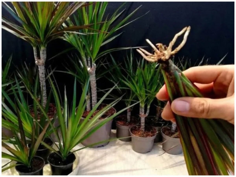 Драцена пальма черенки