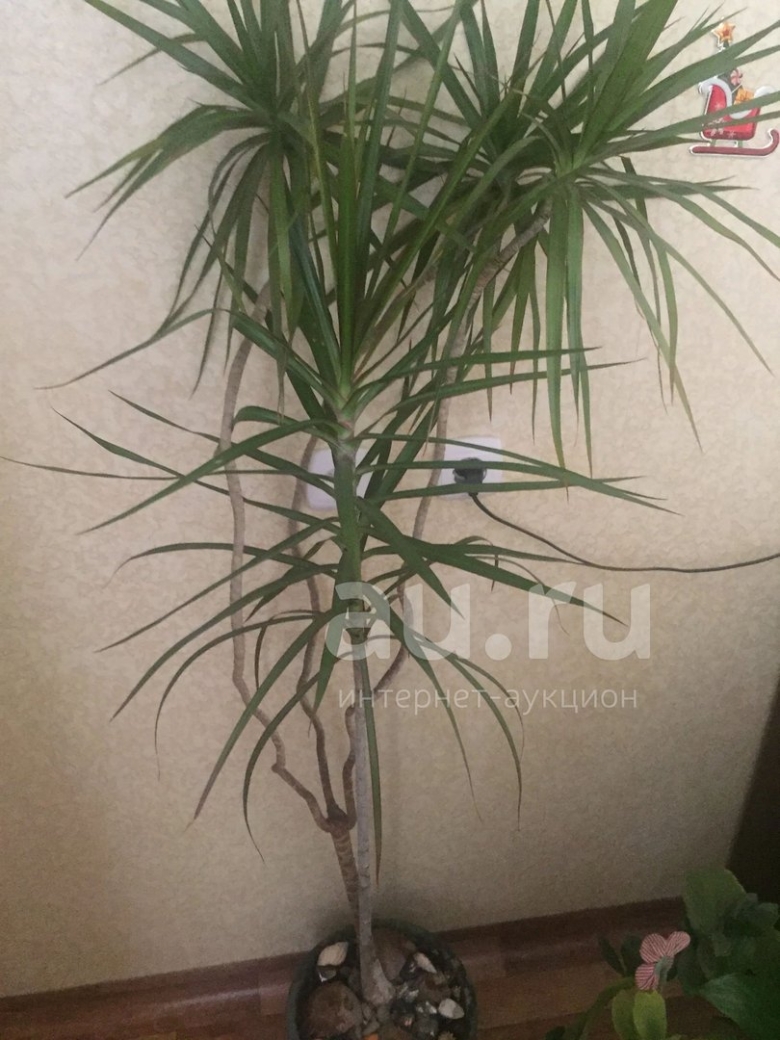 Цветок Пальма Драцена
