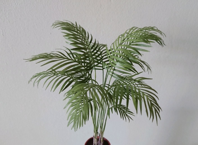 Пальма Ховея листья